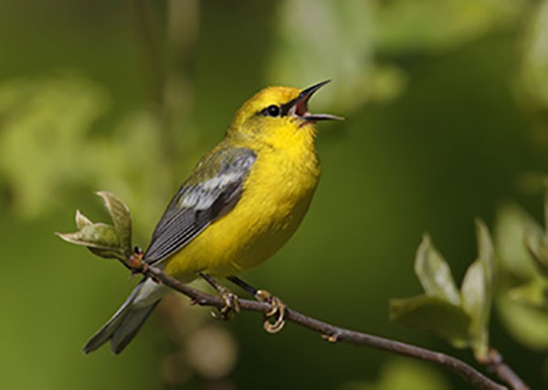 Vàng anh là một loại chim rất được yêu thích bởi tiếng hót chuẩn hay, dễ  nghe, đa dạng với nhiều màu giọng khác nhau cùng điệu hát ru độc n… |