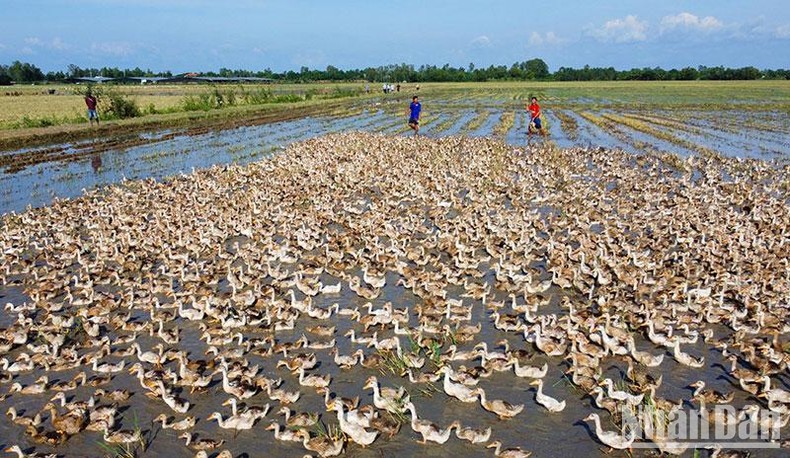 Buồn, vui nghề nuôi vịt chạy đồng